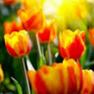 Meet your Posher, Duvasche